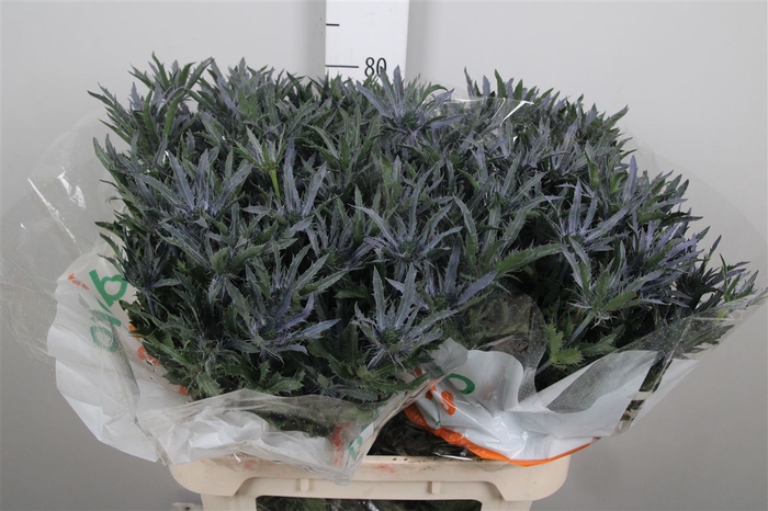 <h4>Eryn Pl Blue Ribbon</h4>