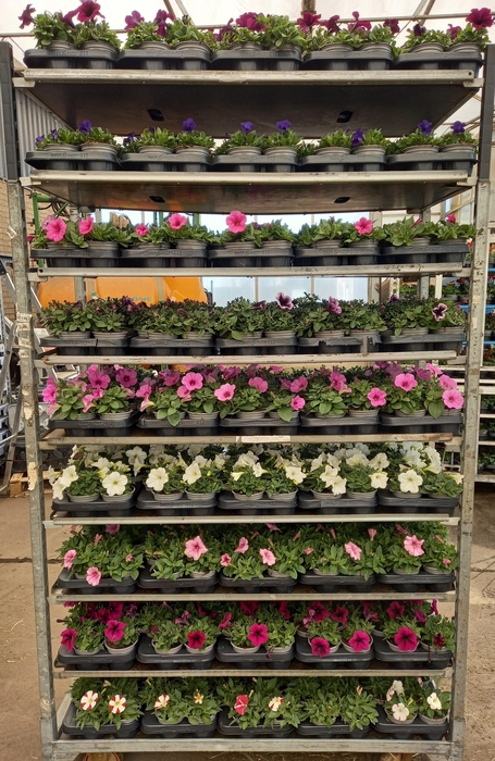 <h4>PET SURF MIXK</h4>