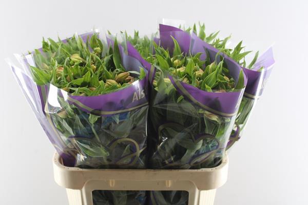 <h4>Alstr Bali (geel)</h4>