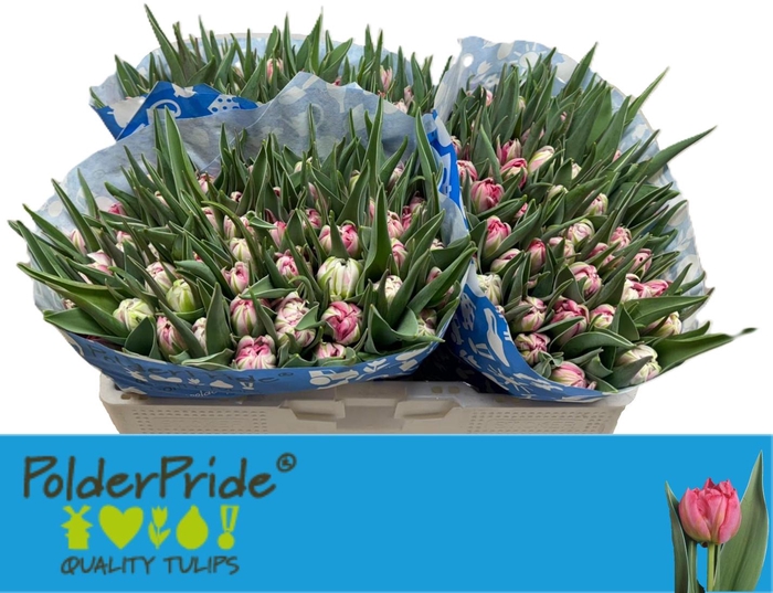 <h4>TU DU FLASH POINT</h4>