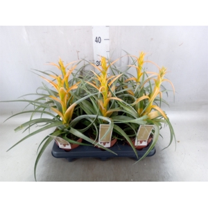 Tillandsia