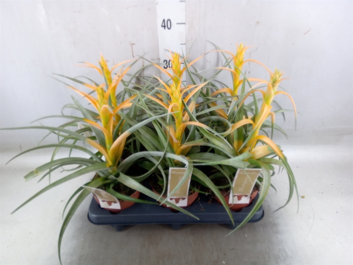<h4>Tillandsia</h4>
