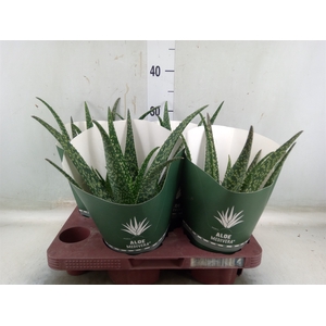 Aloe  'Tropical'