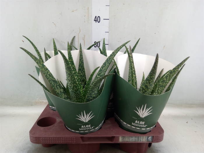 <h4>Aloe  'Tropical'</h4>