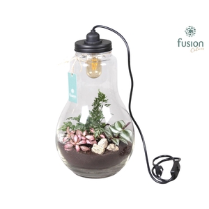 Glas Terrarium XXL helder met verlichting met Arrangement