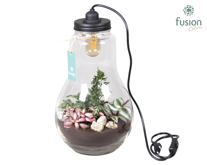 <h4>Glas Terrarium XXL helder met verlichting met Arrangement</h4>