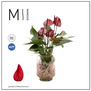 Mimesis Anthurium KARMA Banderola Lava - Aqua di Karma Chicago S
