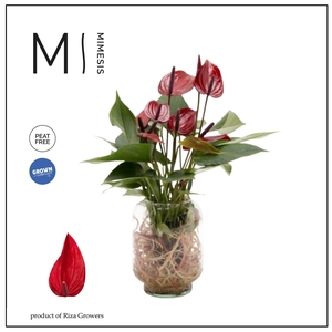 Mimesis Anthurium KARMA Banderola Lava - Aqua di Karma Chicago S