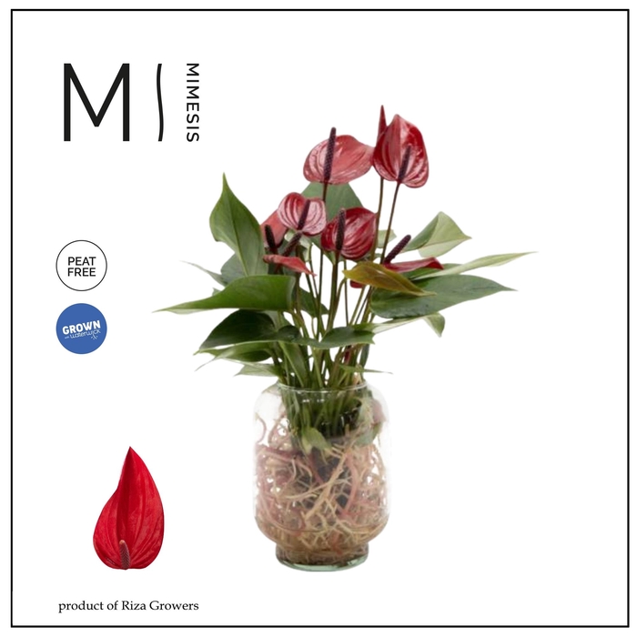 <h4>Mimesis Anthurium KARMA Banderola Lava - Aqua di Karma Chicago S</h4>