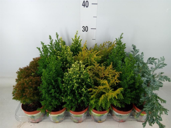 <h4>Conifers   ...mix</h4>