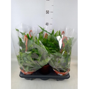 Microsorum diversifolium