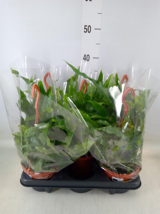 <h4>Microsorum diversifolium</h4>