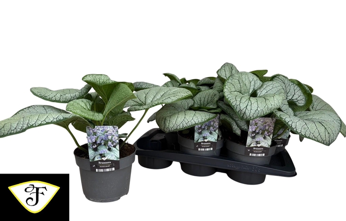 <h4>BRUN MACROPHYLLA</h4>