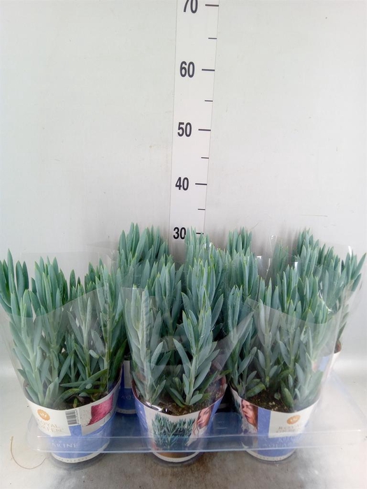 <h4>Curio ficoides 'Mount everest'</h4>