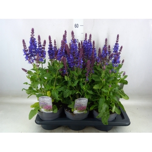 Salvia nemorosa