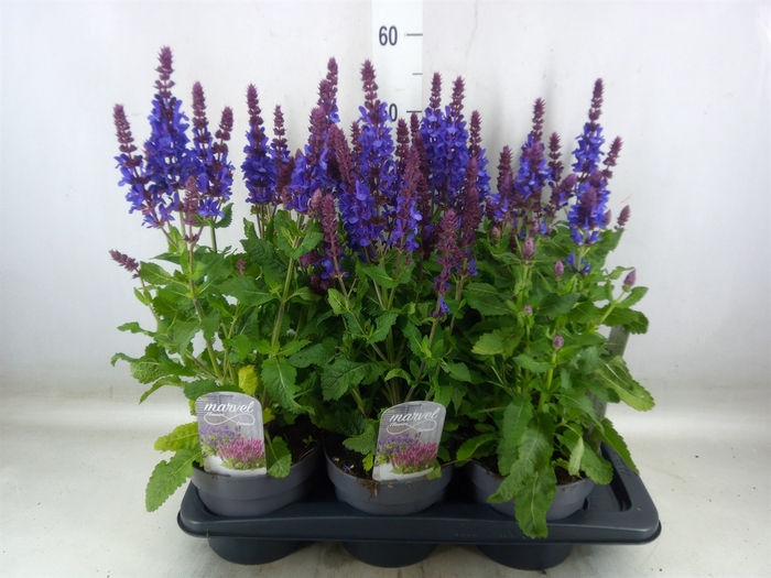 <h4>Salvia nemorosa</h4>