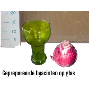 BLOEMBOL HYACINT GEM