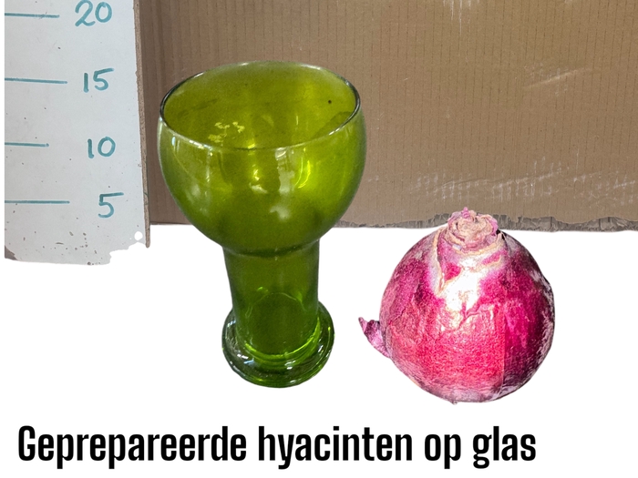 <h4>BLOEMBOL HYACINT GEM</h4>