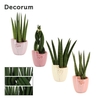 Sansevieria Cylindrica 6 cm Mix in Joa (Special moods-collection