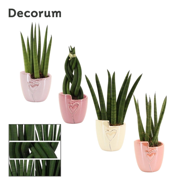 <h4>Sansevieria Cylindrica 6 cm Mix in Joa (Special moods-collection</h4>