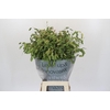 Chasmanthium Green