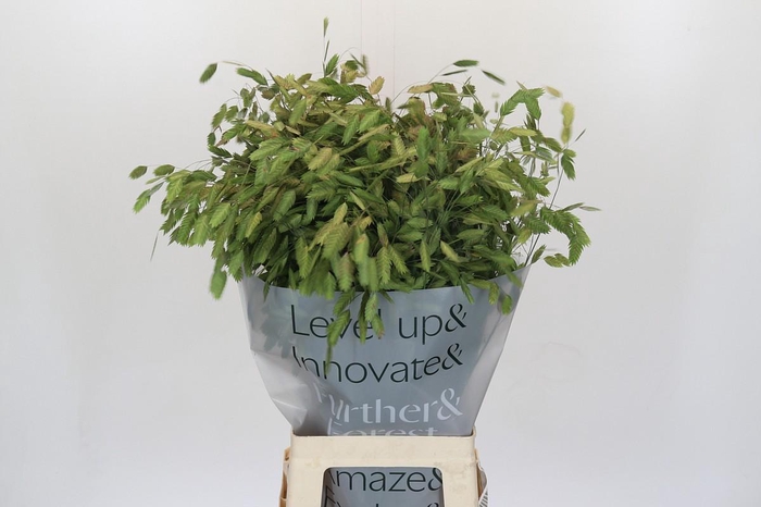 <h4>Chasmanthium Green</h4>