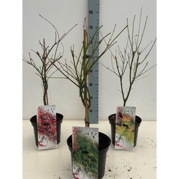 <h4>Acer mix P19 5/8 species</h4>