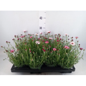 Rhodanthemum hosm. 'Zagora Pink'