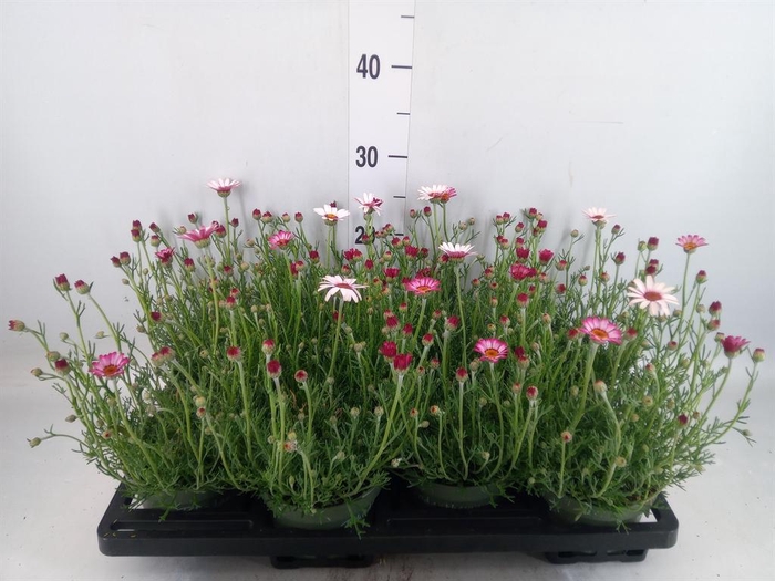 <h4>Rhodanthemum hosm. 'Zagora Pink'</h4>