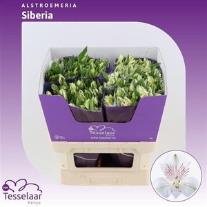 Alstroemeria Siberia | Heavy Quality