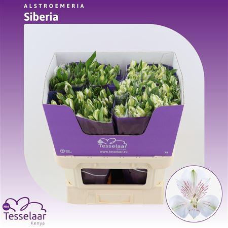 <h4>Alstroemeria Siberia | Heavy Quality</h4>