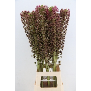 EUCOMIS PINK GIN