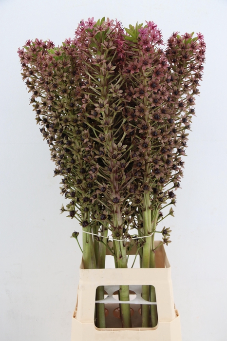<h4>EUCOMIS PINK GIN</h4>