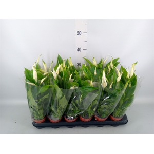 Spathiphyllum  'Chopin'