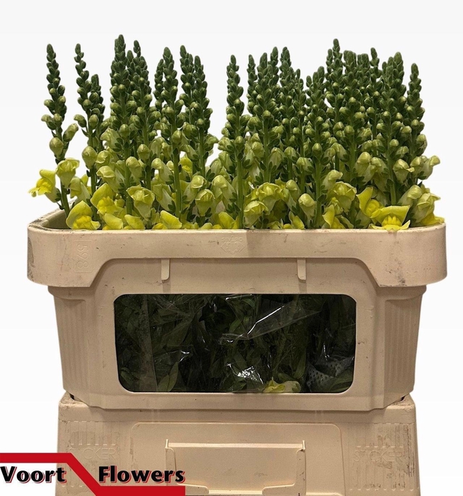 <h4>ANTIR NANTES YELLOW</h4>