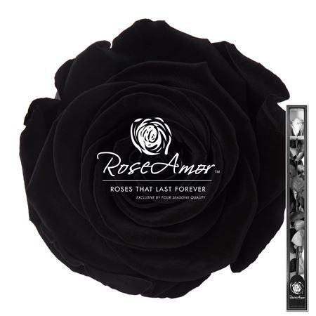 <h4>60cm Stem Bla01</h4>