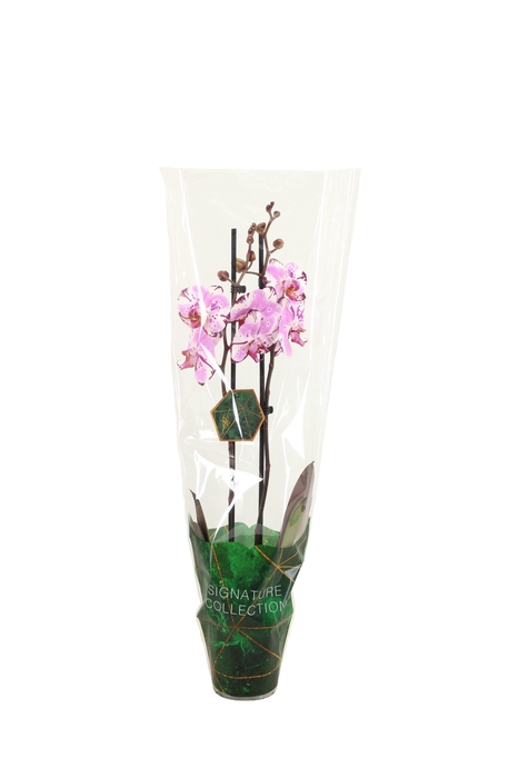 <h4>Signature Phal Magic Art 2T16+</h4>