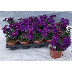 VERBE LASCAR PURPLE