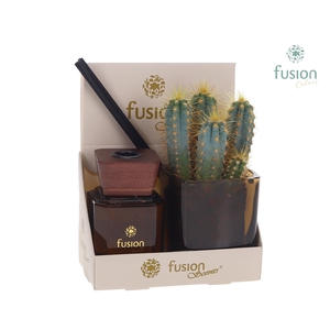 Glazen pot geurstok groen met Cactus