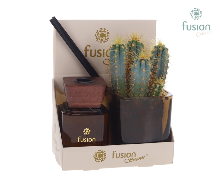 <h4>Glazen pot geurstok groen met Cactus</h4>