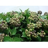 HEDERA IVY GREEN 300