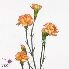 Dianthus Sp Amarella