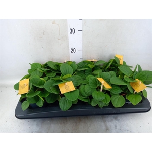 Peperomia albov. 'Rana Verde'