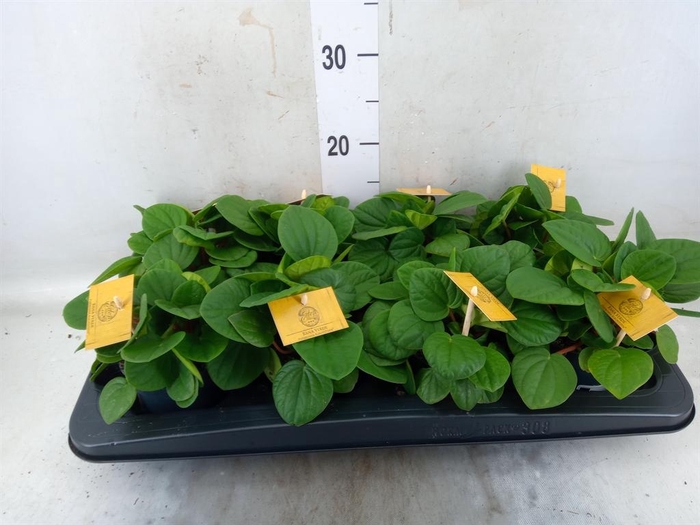 <h4>Peperomia albov. 'Rana Verde'</h4>