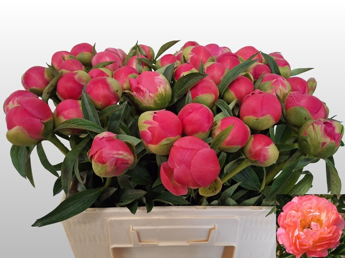 <h4>PAEO  CORAL CHARM</h4>