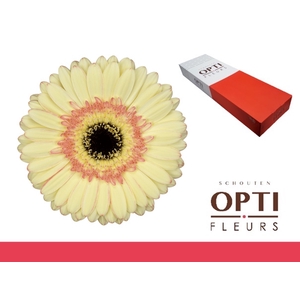 Gerbera Cartizze Doos