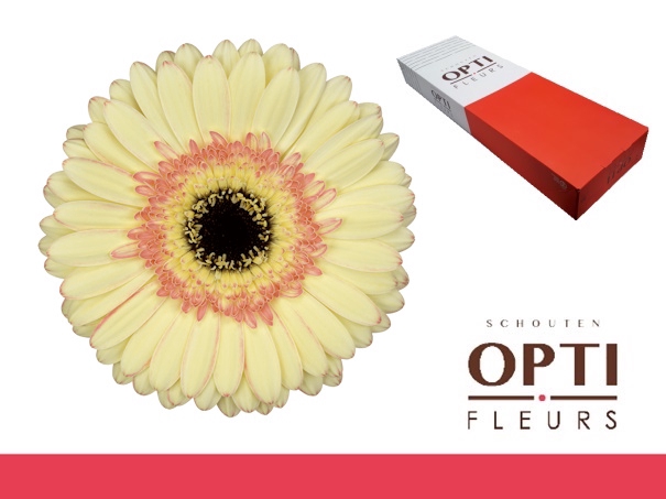 <h4>Gerbera Cartizze Doos</h4>