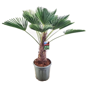 Trachycarpus wagnerianus