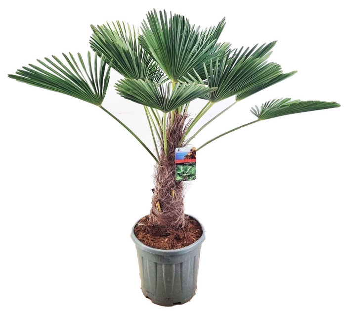 <h4>Trachycarpus wagnerianus</h4>