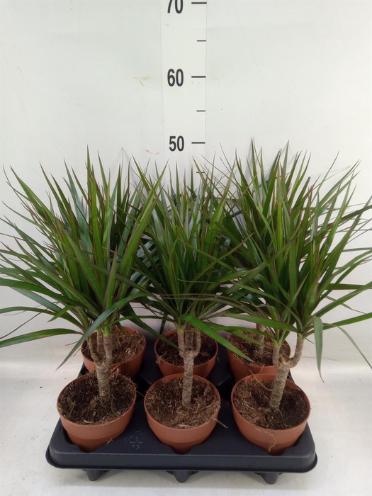 <h4>Dracaena marg.</h4>